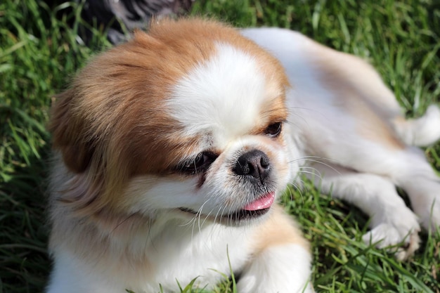 Foto retrato en primer plano de un perro pekinés en la naturaleza