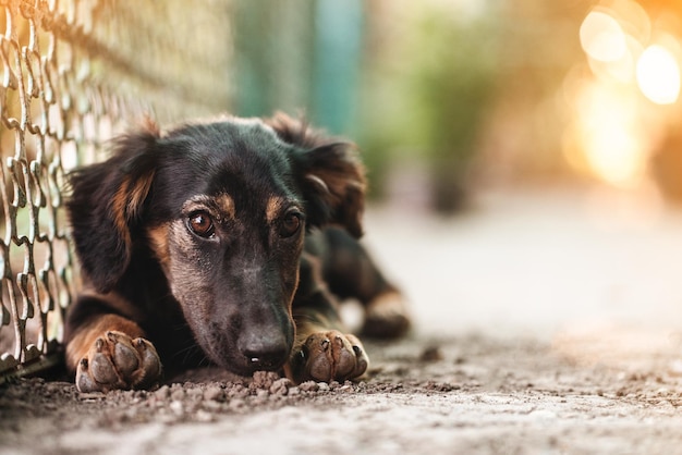 Foto retrato de primer plano de un perro, perro triste, amigo del hombre, sin raza