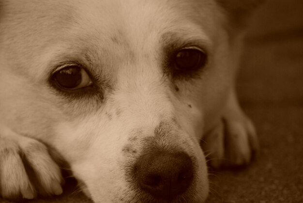 Foto retrato en primer plano de un perro relajándose en casa