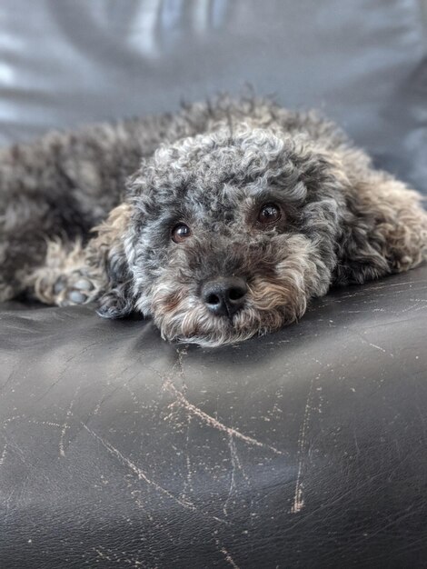 Retrato en primer plano de un perro relajándose en el sofá
