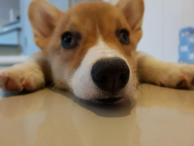 Foto retrato en primer plano de un perro relajándose en el suelo de su casa