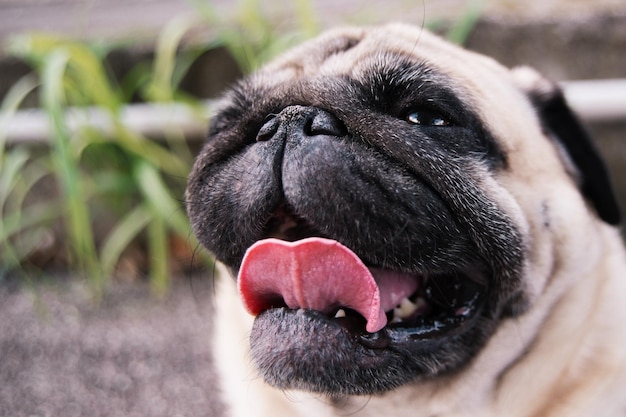 Foto retrato en primer plano de un perro sacando la lengua al aire libre