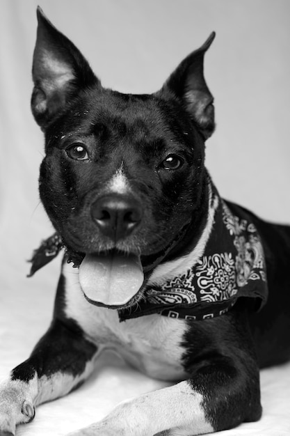 Foto retrato en primer plano de un perro sacando la lengua mientras está sentado contra un fondo blanco