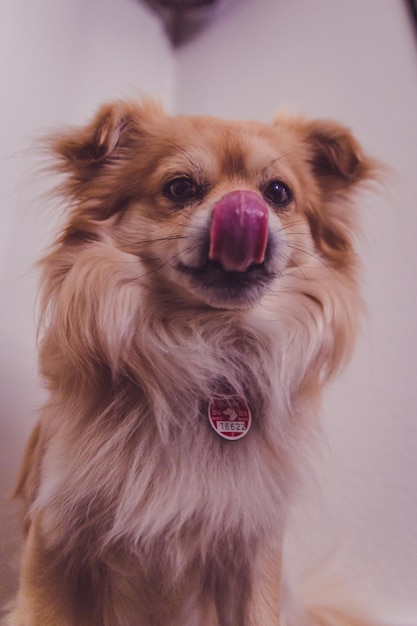 Foto retrato en primer plano de un perro sacando la lengua