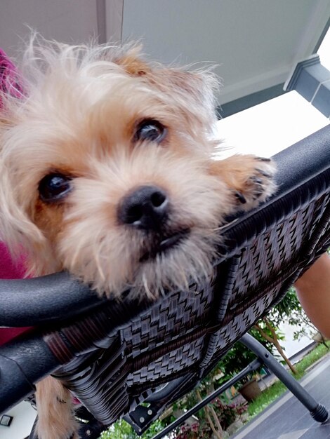 Foto retrato en primer plano de un perro sacando la lengua