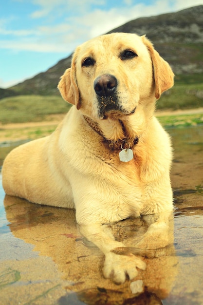 Foto retrato en primer plano de un perro sentado al aire libre