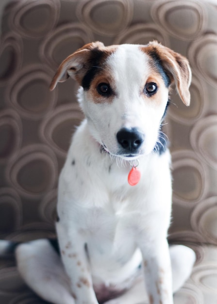 Foto retrato en primer plano de un perro sentado en el sofá en casa