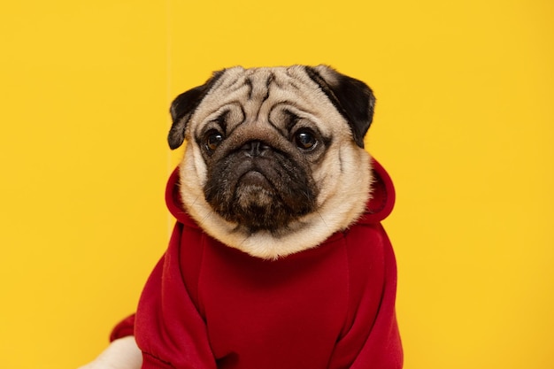 Retrato en primer plano de un perro sobre un fondo amarillo