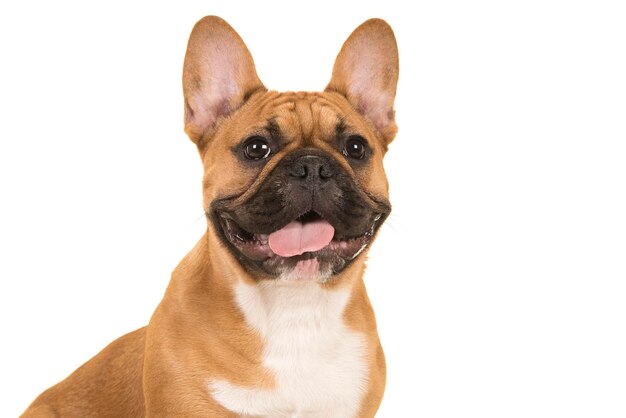 Foto retrato en primer plano de un perro sobre un fondo blanco