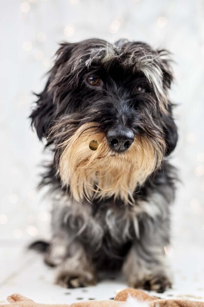 Foto retrato en primer plano de un perro sobre un fondo blanco