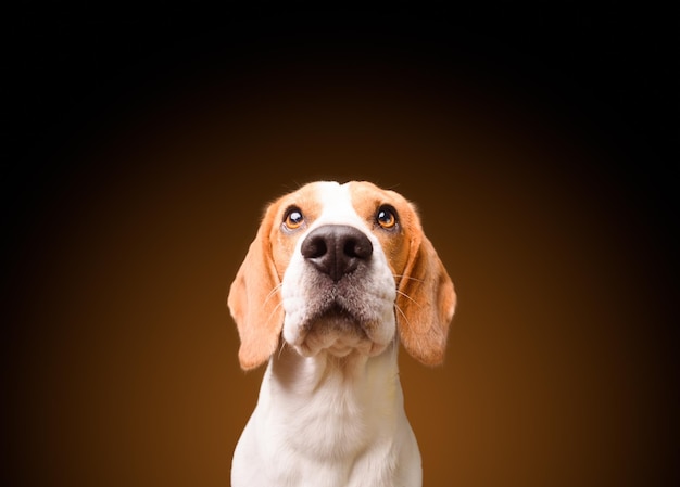 Foto retrato en primer plano de un perro sobre un fondo negro