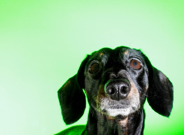 Foto retrato en primer plano de un perro sobre un fondo verde