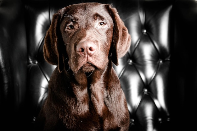 Foto retrato en primer plano de un perro en el sofá