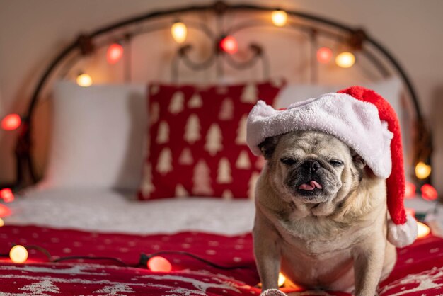 Retrato en primer plano de un perro con sombrero de Papá Noel mientras está sentado en la cama en casa