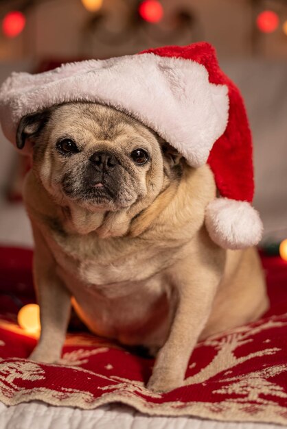 Foto retrato en primer plano de un perro con sombrero de papá noel mientras está sentado en la cama en casa