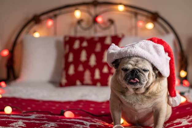 Foto retrato en primer plano de un perro con sombrero de papá noel mientras está sentado en la cama en casa