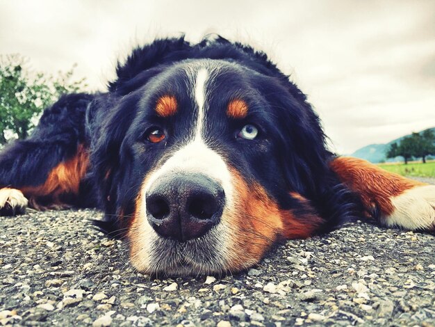 Foto retrato en primer plano de un perro tendido contra el cielo