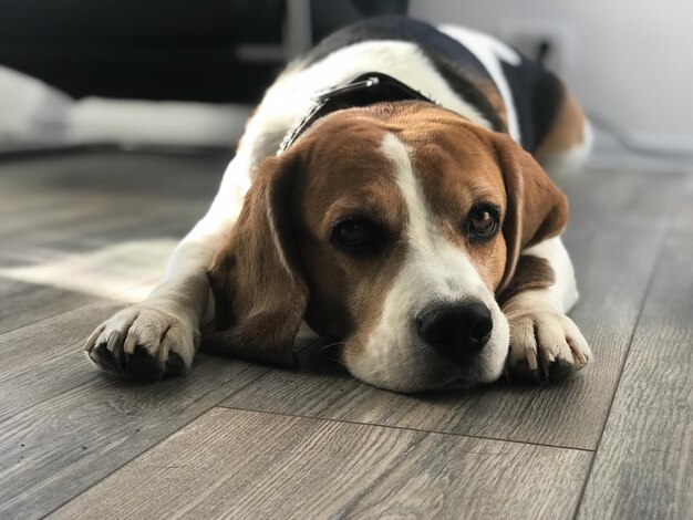 Retrato en primer plano de un perro tendido en el suelo