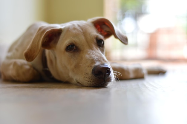 Foto retrato en primer plano de un perro tendido en el suelo