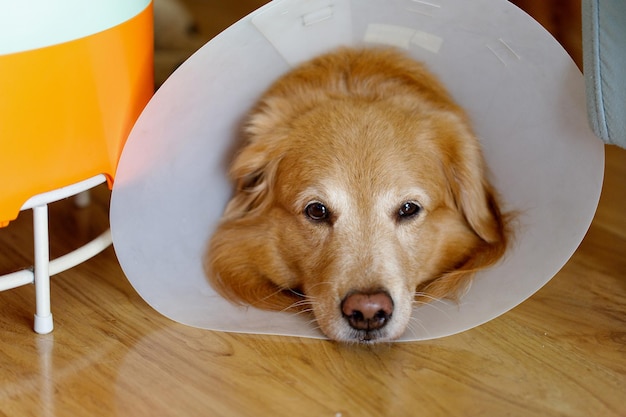 Retrato en primer plano de un perro tendido en el suelo