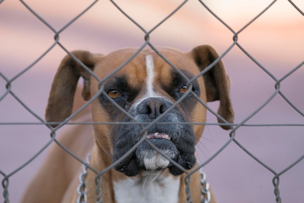 Foto retrato en primer plano de un perro visto a través de una valla de enchaines