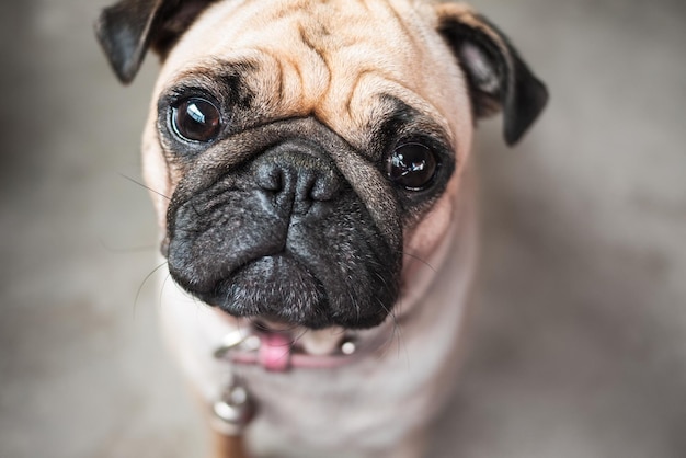 Retrato en primer plano del pug