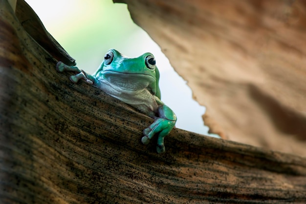 Foto retrato en primer plano de una rana en una hoja seca