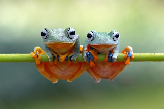 Foto retrato en primer plano de ranas en una rama