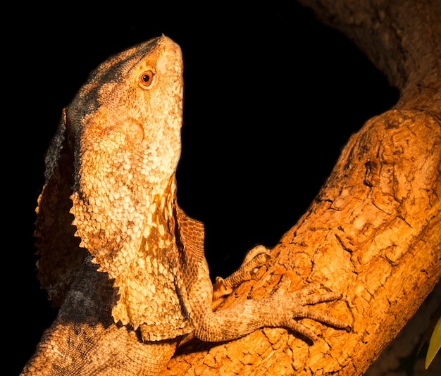 Retrato de primer plano de un reptil curioso. Retrato de primer plano de un lagarto. Lagarto grande descansando sobre un árbol