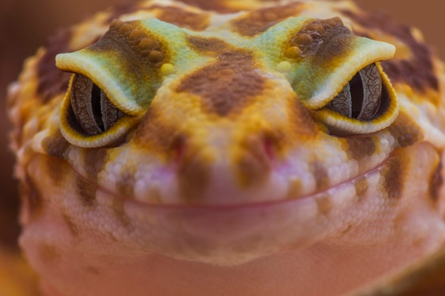 El retrato en primer plano de un reptil.