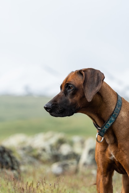 Retrato de un primer plano de un Ridgeback de Rodesia