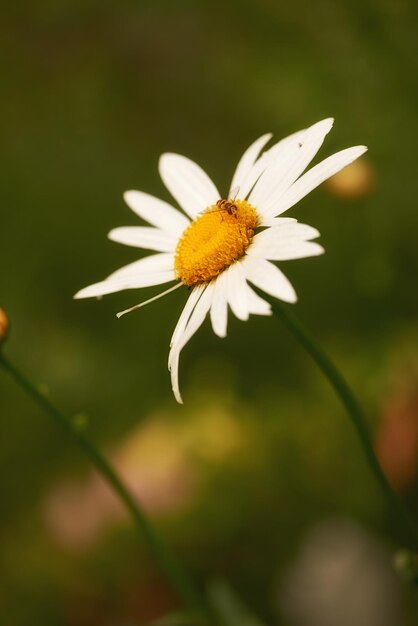 Un retrato de primer plano de una sola margarita blanca en un enfoque suave con un abejorro sentado en los pétalos Abeja extrayendo el néctar de polen dulce de la flor de margarita blanca Flor de margarita única de primavera y abeja