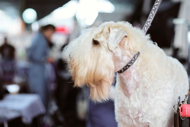 Retrato de un primer plano de Terrier de trigo de pelo suave irlandés