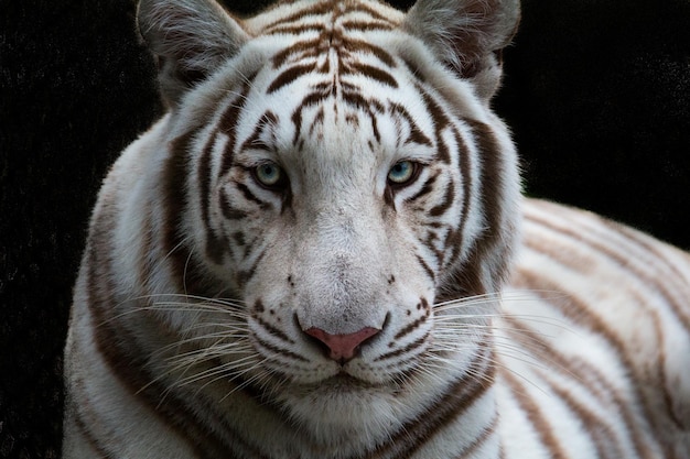 Retrato en primer plano del tigre blanco