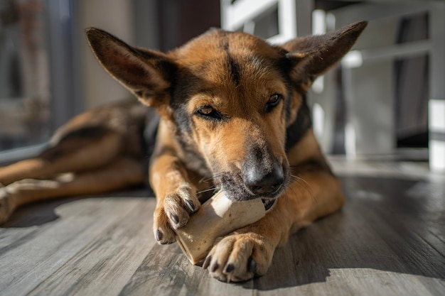 Retrato de primer plano en tonos cálidos de un lindo perro masticando golosinas y juguetes mientras está acostado en el suelo en el interior de la casa tomando el sol