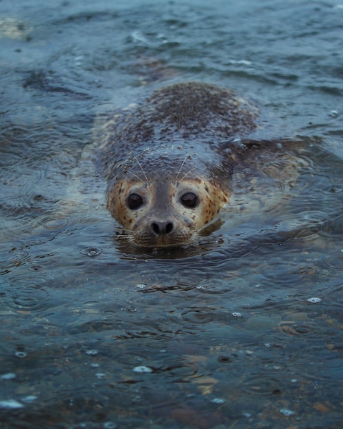 Retrato en primer plano de una tortuga en el mar