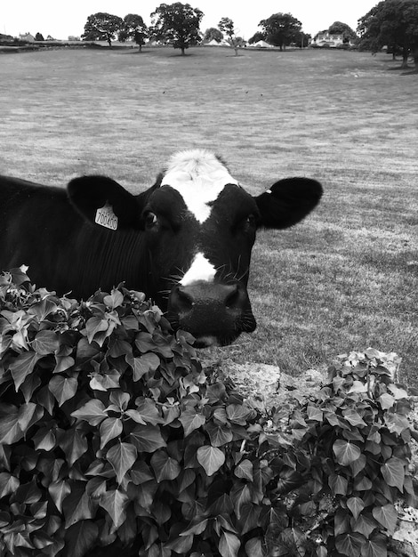 Foto retrato en primer plano de una vaca en el campo