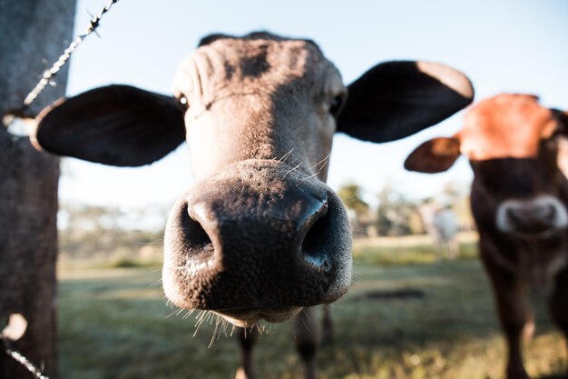 Foto retrato en primer plano de una vaca de pie junto a una valla en el campo