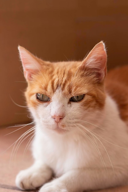 Retrato de primer plano vertical de un hermoso gato jengibre con ojos verdes sentado relajado