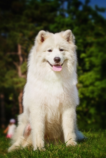 Retrato del primer samoyedo. Trineo de perros. Perro tumbado en el césped.