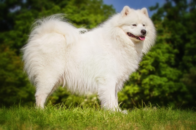 Retrato del primer samoyedo. Trineo de perros. Perro tumbado en el césped.