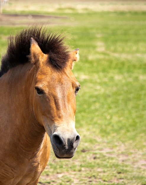 Retrato de Przhivalskys cabeza de caballo salvaje closeup crin levantada caballo salvaje sobre fondo de hierba