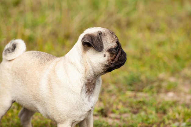 Retrato de un pug macho en la hierba en verano