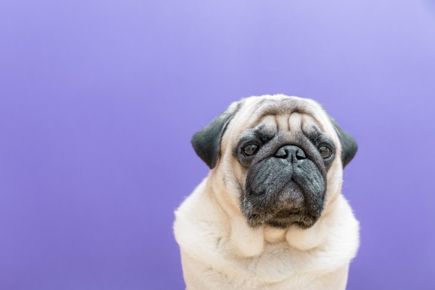 Retrato de pug de perro beige sobre fondo púrpura Espacio de copia