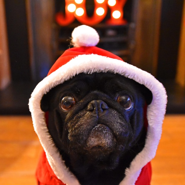 Retrato de pug con sombrero en casa