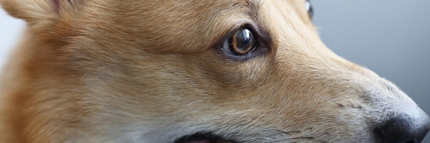 Retrato de pura raza perro doméstico welsh corgi