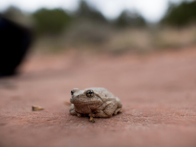 Foto retrato de una rana en el campo