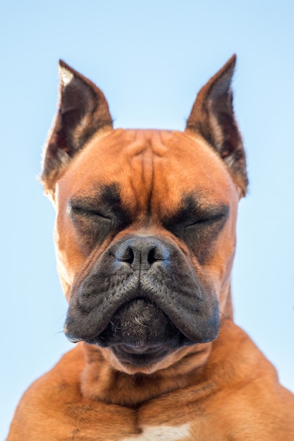 Retrato de una raza de perro boxer hermosa