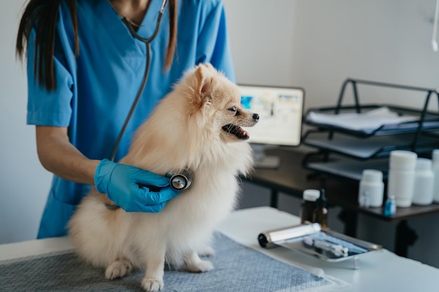 Retrato recortado de veterinário maduro examinando orelhas e ouvindo cachorro no espaço de cópia da clínica veterinária