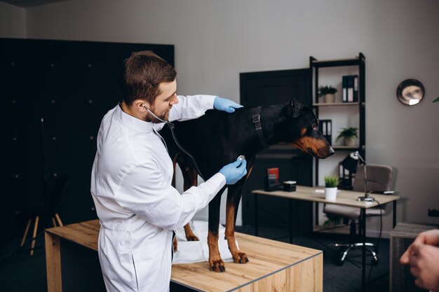 Retrato recortado de veterinário masculino irreconhecível examinando cão labrador branco no espaço de cópia da clínica veterinária
